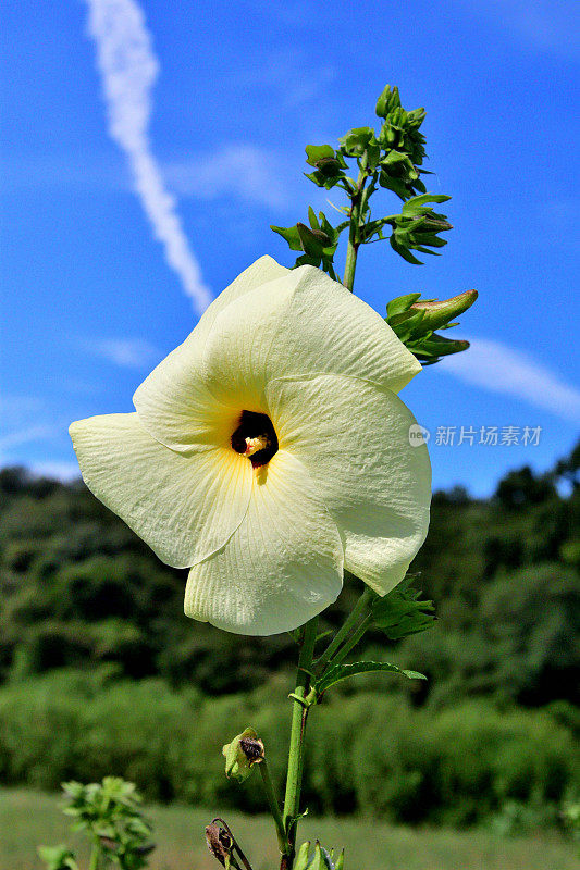 秋葵/秋葵:一年生芙蓉样花，让位给可食用的果实胶囊